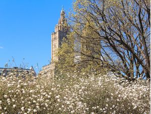 PRIMAVERA NO CENTRAL PARK