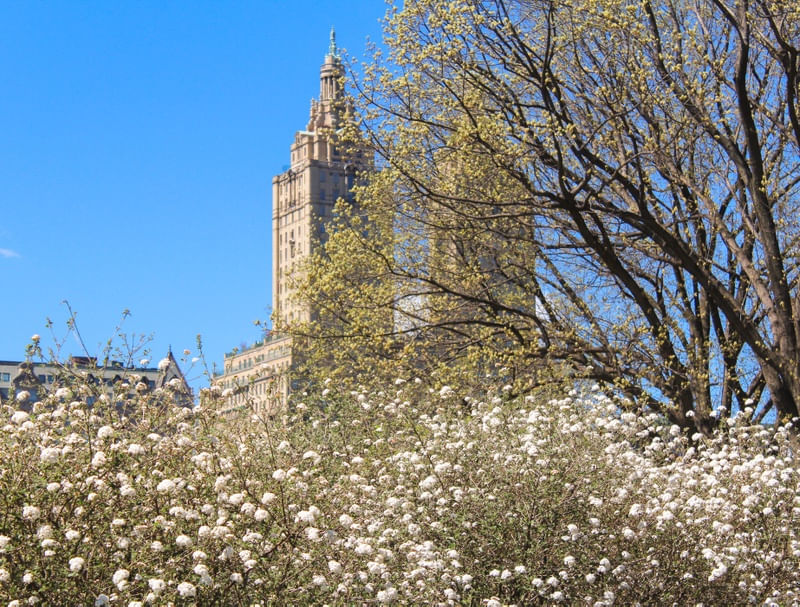 PRIMAVERA NO CENTRAL PARK