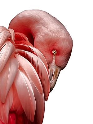 PERFIL DE FLAMINGO