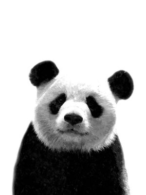 PANDA PRETO E BRANCO