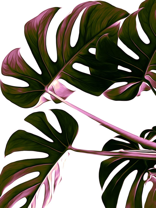 MONSTERA
