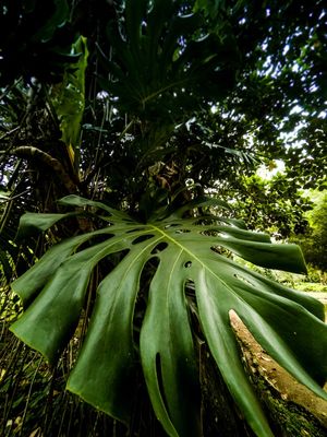 JARDIM BOTÂNICO FOLHA 2