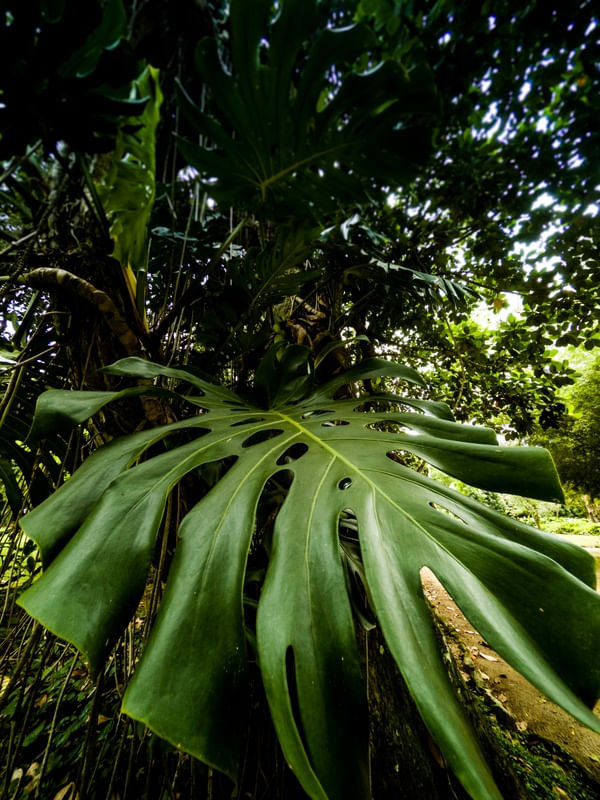 JARDIM BOTÂNICO FOLHA 2
