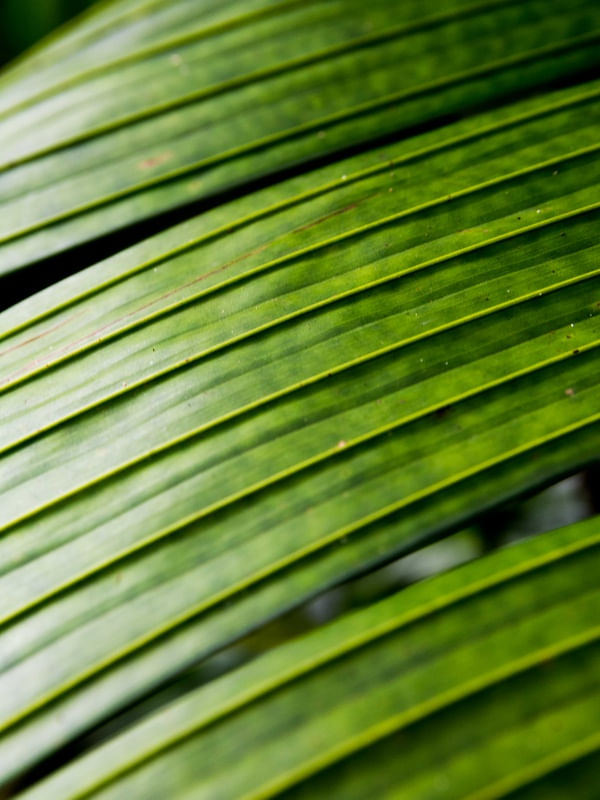 JARDIM BOTÂNICO FOLHA 4