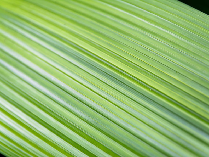 JARDIM BOTÂNICO FOLHA 20