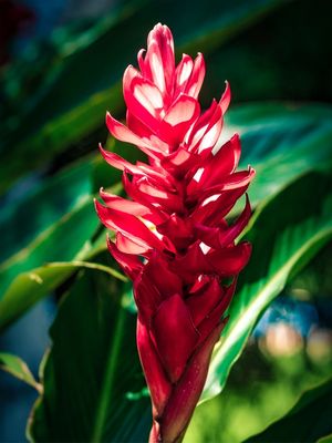RED FLOWER