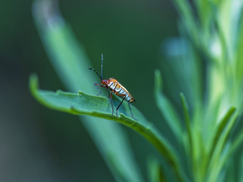 INSETOS