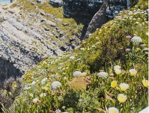 FLORES NAS PEDRAS