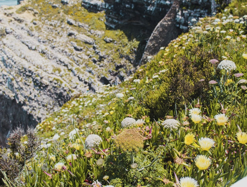 FLORES NAS PEDRAS