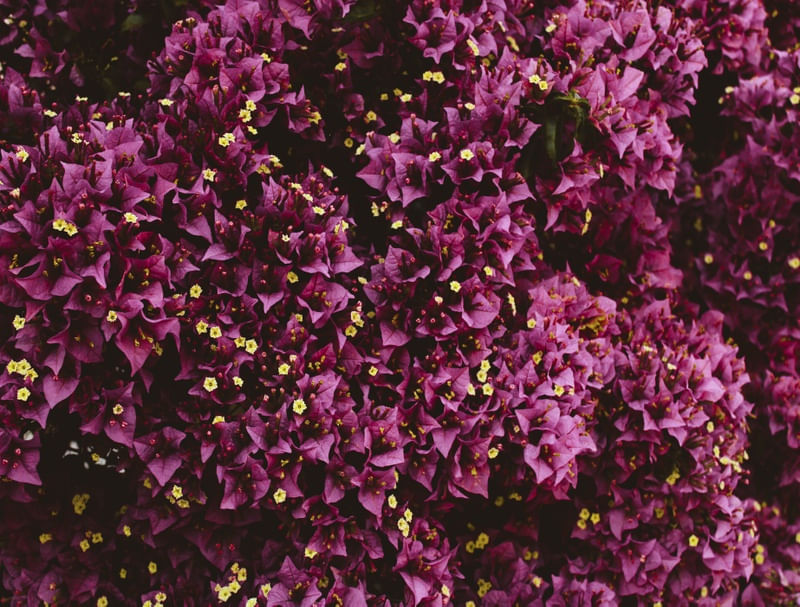 FLORES VIOLETAS