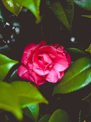 ONLY ROSE
