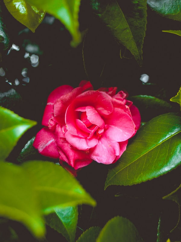 ONLY ROSE