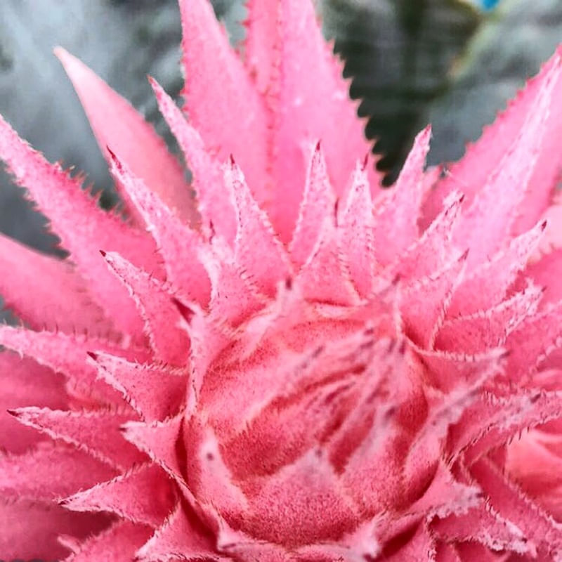 FLOR I