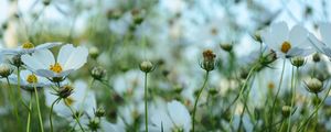 FLORES DE PRIMAVERA_3
