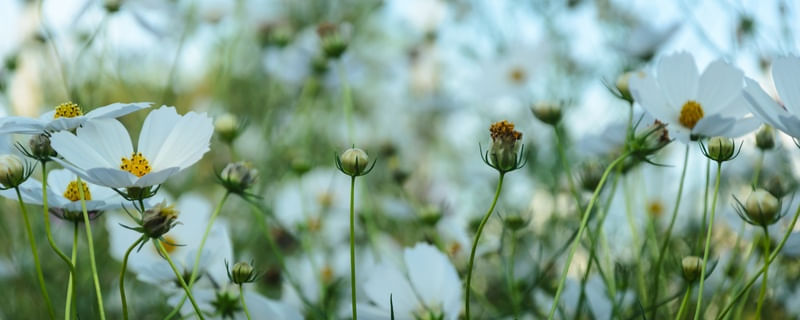 FLORES DE PRIMAVERA_3