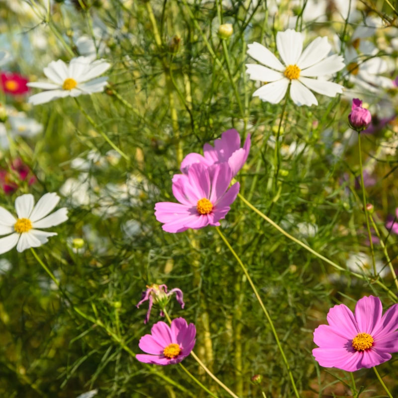 FLORES DE PRIMAVERA_4