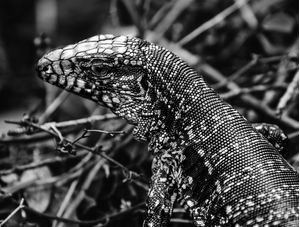 PELE DE LAGARTO EM PB