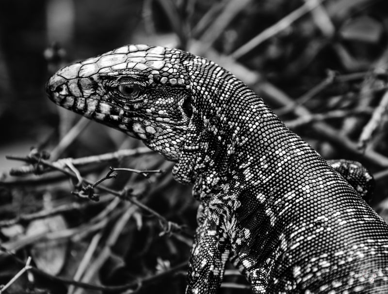 PELE DE LAGARTO EM PB
