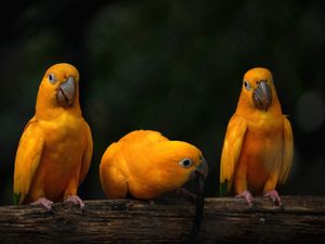 YELLOWS