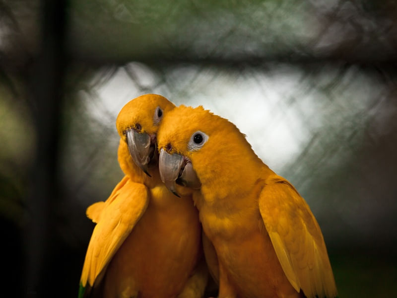 TWO YELLOWS