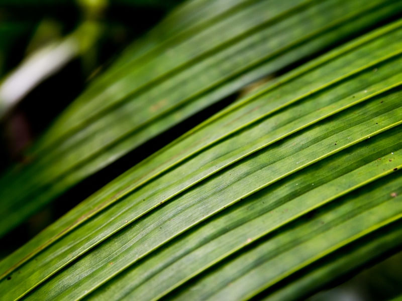 JARDIM BOTÂNICO FOLHA 26