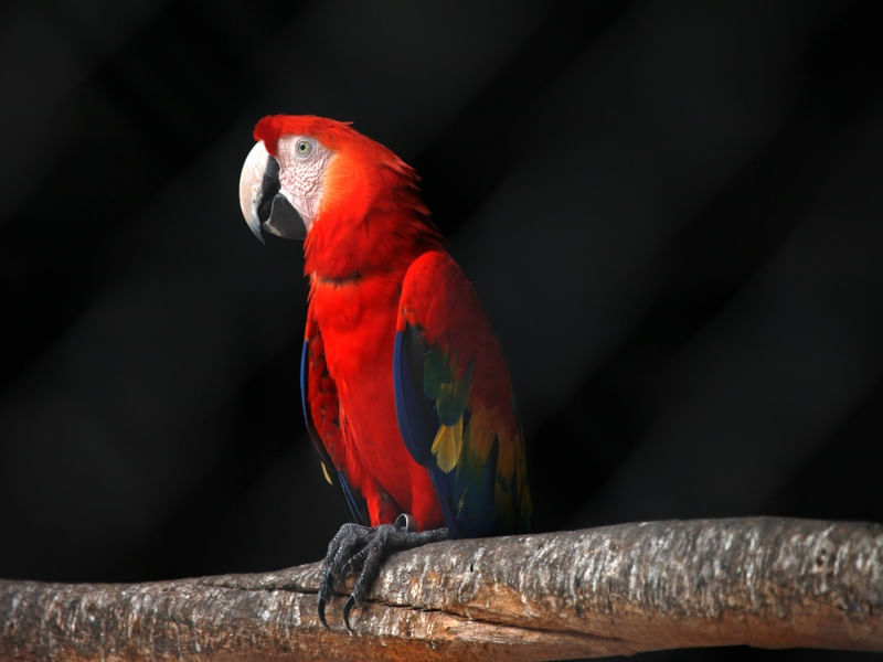 A LONELY CRIMSON