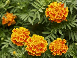 RAMOS FLORAIS