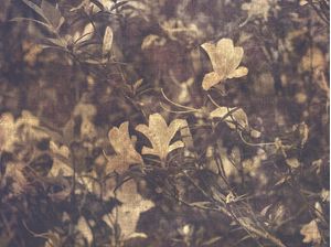 FLOWER PAINTED