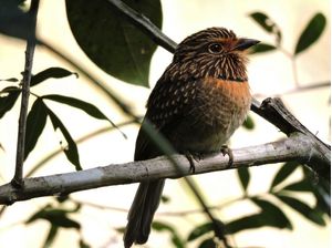 MALACOPTILA STRIATA
