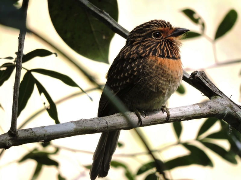 MALACOPTILA STRIATA