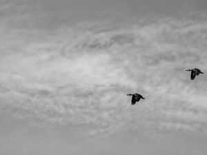 DUCKS FLY TOGETHER