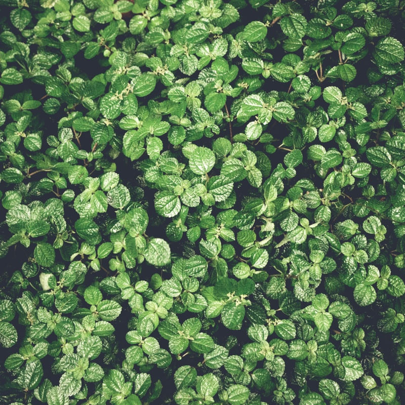 CHEIRO DE MATO VERDE