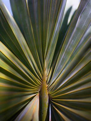 NATUR