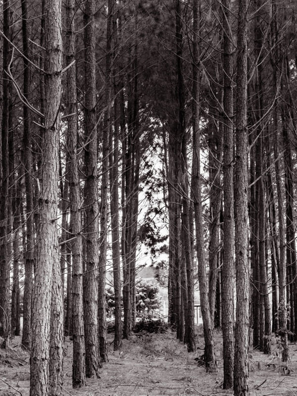BOSQUE DE EUCALIPTOS