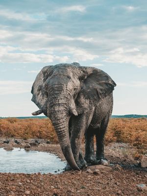 ELEFANTE DO DESERTO