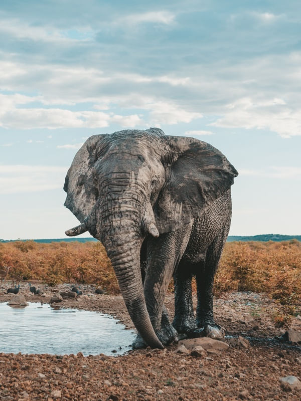 ELEFANTE DO DESERTO