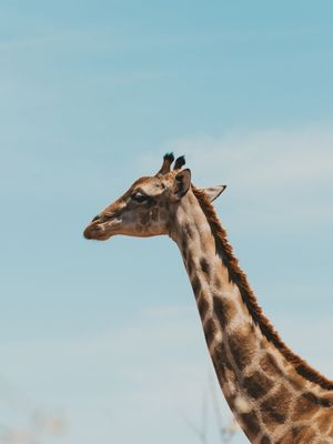 RETRATO DE UMA GIRAFA