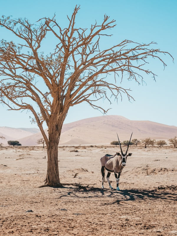 ORYX EM SOSSUSVLEI