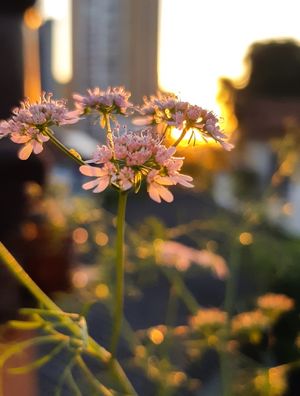 FLOR PÔR DO SOL