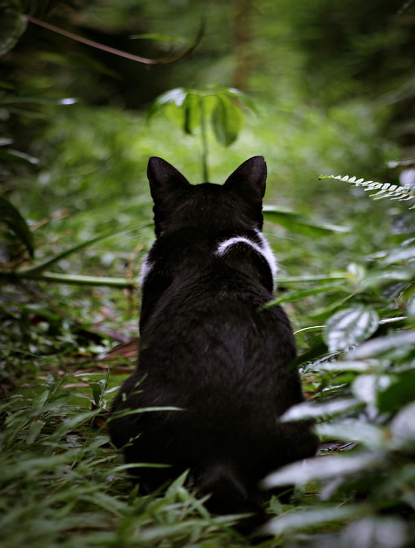 GATA À ESPREITA