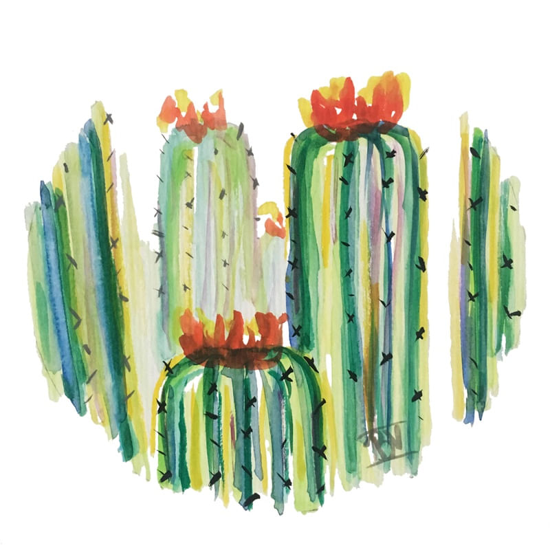 CACTOS (2)