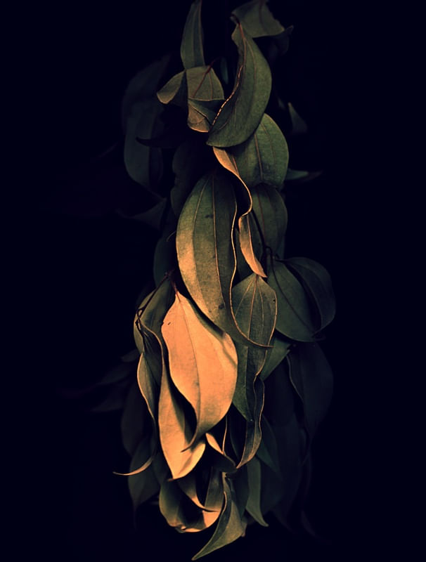 FOLHAS DE CANELA