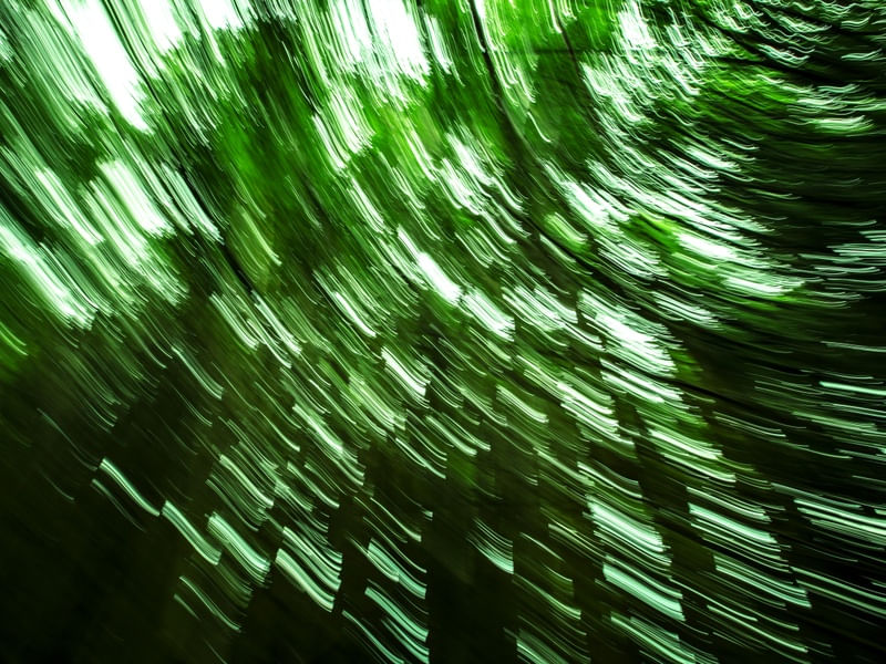 MOVIMENTOS VERDES II