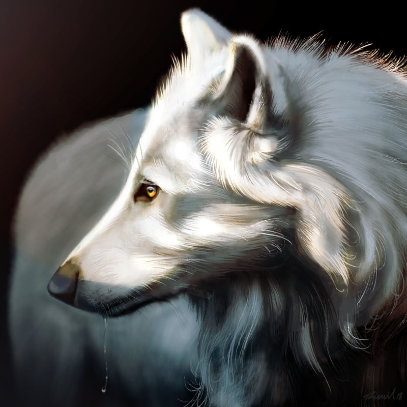 LOBO BRANCO