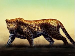 LEOPARDO