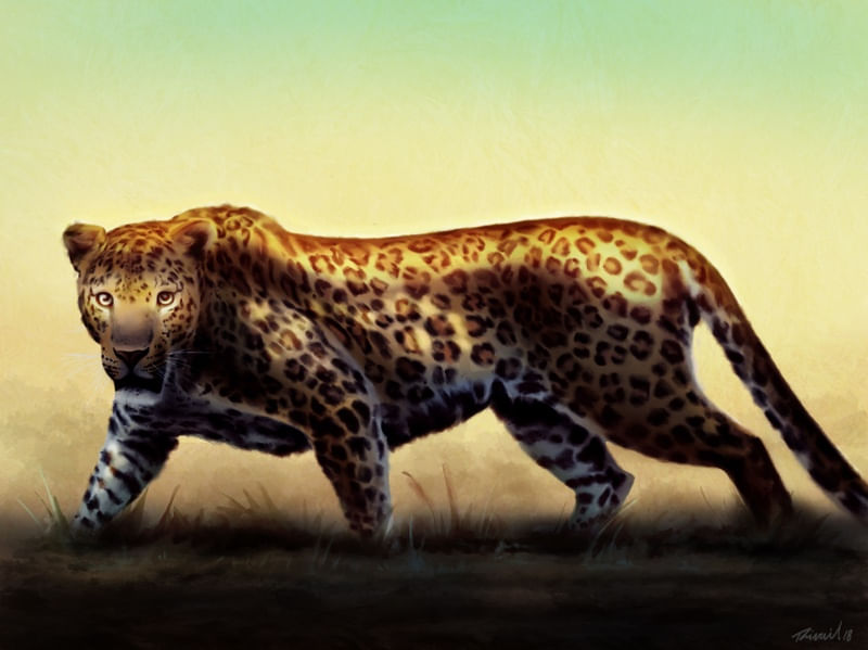 LEOPARDO