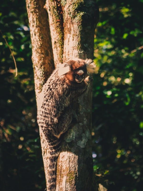 WILD FRIEND