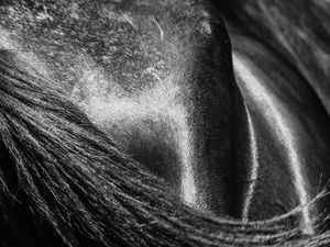 RABO DE CAVALO