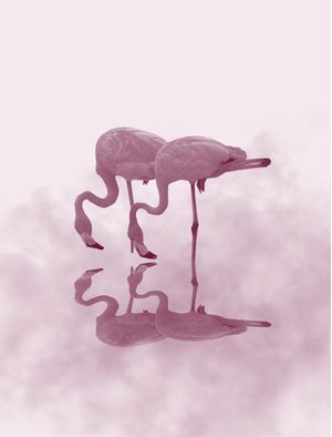FLAMINGOS NA LAGOA