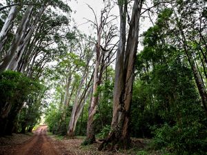 CAMINHOS VI